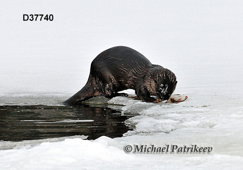 North American River Otter (Lontra canadensis)